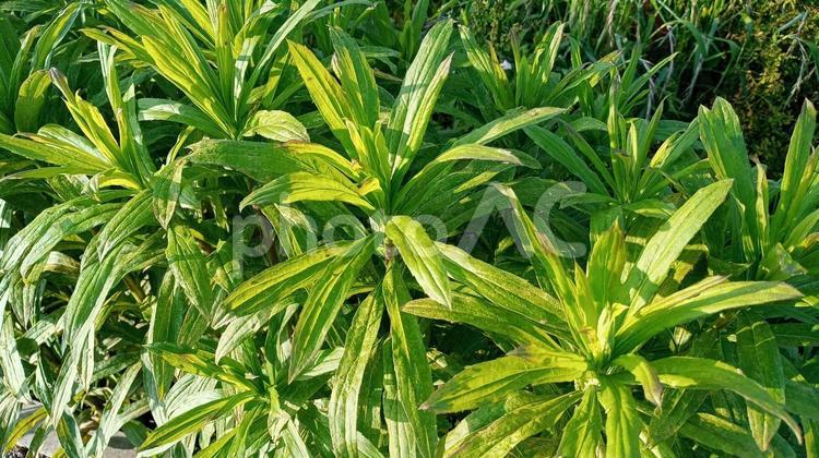 ヒメムカシヨモギの葉 ヒメムカシヨモギ,雑草,植物の写真素材