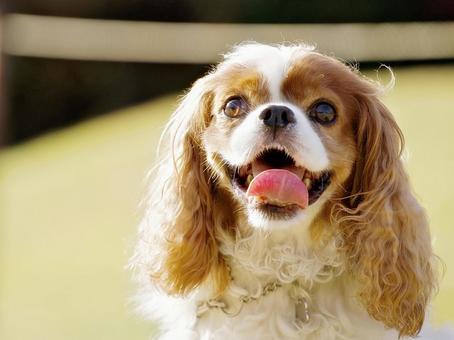 キャバリア・キングチャールズ・スパニエル 犬,キャバリア,キングチャールズの写真素材
