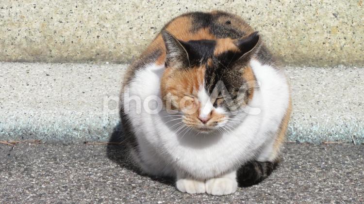 日向ぼっこが大好きな可愛い三毛猫の日常 三毛猫,猫,日向ぼっこの写真素材