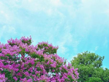 青空とサルスベリの花 青空とサルスベリの花の写真