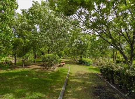 A promenade in a green summer park, JPG A promenade in a green summer park, JPG