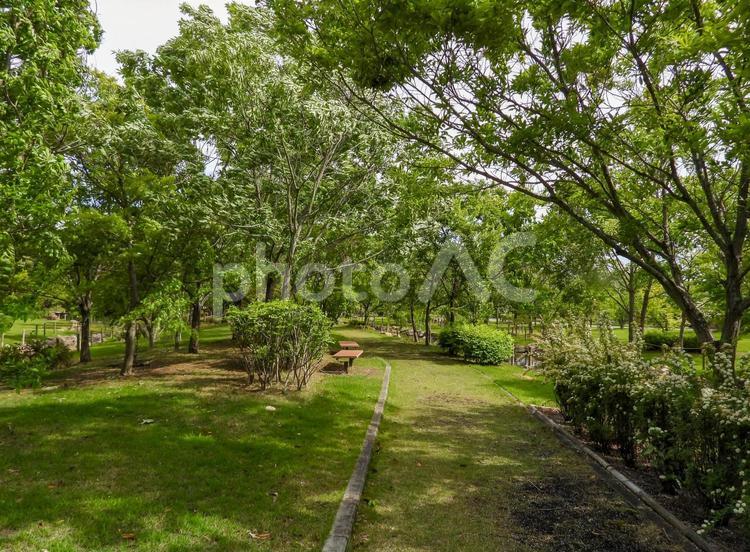 緑あふれる夏の公園の遊歩道 夏イメージ,公園,遊歩道の写真素材