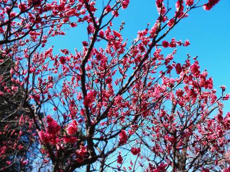 梅の花in隅田公園_12 梅の花in隅田公園_12の写真