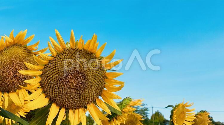 快晴　ひまわり畑 ひまわり,夏,自然の写真素材
