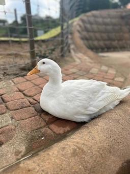 アヒル アヒル アヒル,動物,鳥の写真素材
