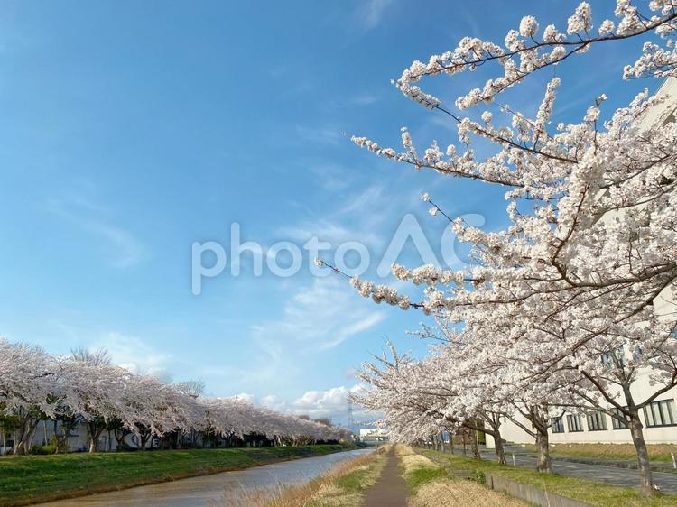 川沿いの桜並木と空 桜,サクラ,春の写真素材