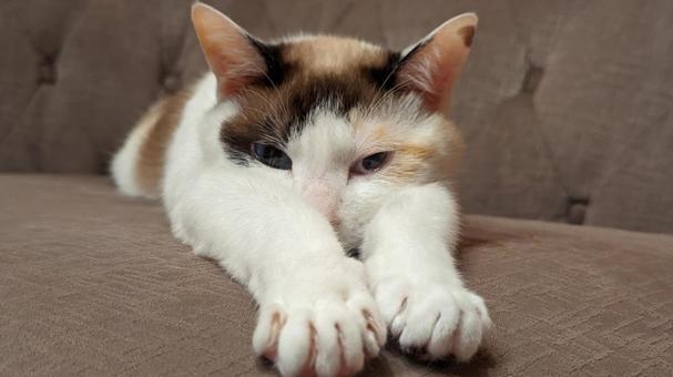 空飛ぶ猫ちゃん 空飛ぶ猫ちゃん 猫,動物,キャットの写真素材