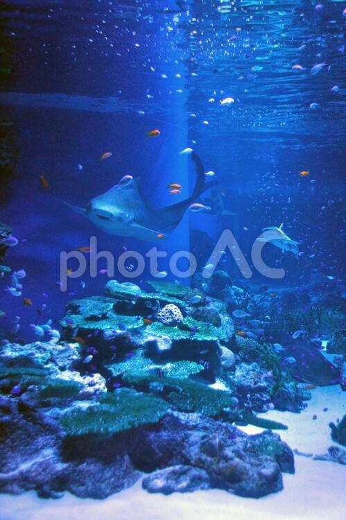 アクアリウム 魚,フィッシュ,ブルーの写真素材