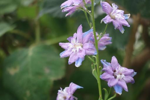 紫の花びらのデルフィニウムの花 紫の花びらのデルフィニウムの花の写真