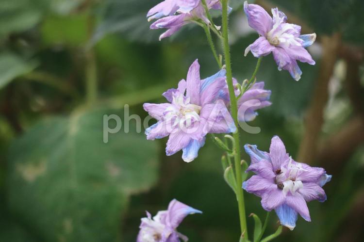 紫の花びらのデルフィニウムの花 紫,花びら,デルフィニウムの写真素材