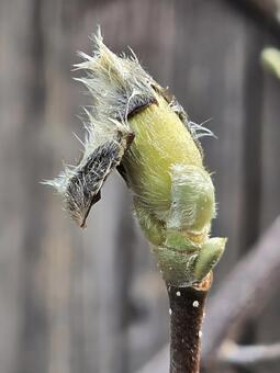 木蓮の蕾 木蓮,モクレン,蕾の写真素材
