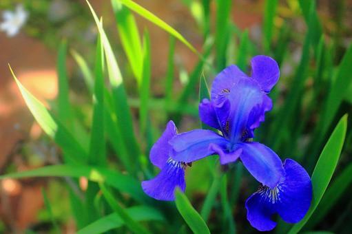 Iris, JPG