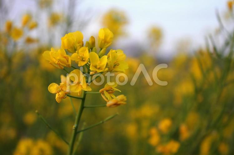 晴れの日の夕暮れに色を増す菜の花 菜の花,なのはな,油菜の写真素材