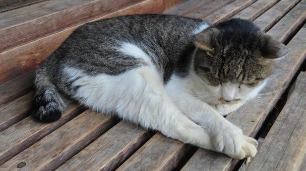 ストレッチの姿勢でお昼寝中のもふもふな猫 猫,キジシロ,眠り猫の写真素材