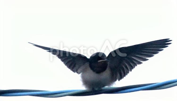 つばめくん28　羽広げ つばめくん,鳥類,燕の写真素材
