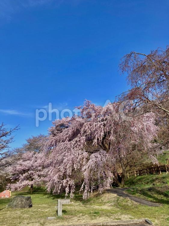 春の美しい風景 桜,満開,枝垂れ桜の写真素材