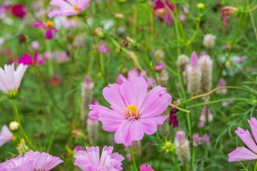 秋風に揺れるピンクのコスモス 秋風に揺れるピンクのコスモス コスモス,花,ピンクの写真素材