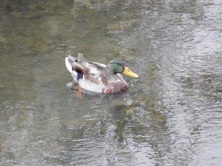 【鳥の写真】マガモ（真鴨）の写真