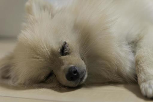 ポメラニアン【生後約8か月】 ポメラニアン,ふわふわ,もふもふの写真素材