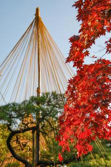 秋の兼六園を彩る紅葉と冬支度の雪吊り 秋の兼六園を彩る紅葉と冬支度の雪吊り 兼六園,金沢,雪吊りの写真素材