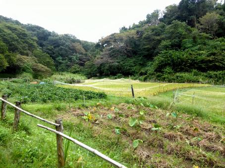 鎌倉中央公園・里山地域の秋の風景 田畑,田んぼ,畑の写真素材