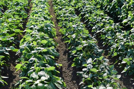 ダイズ畑 山形県庄内 ダイズ畑,大豆畑,大豆の写真素材