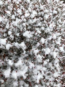 赤い冬芽と雪 芽,冬芽,雪の写真素材