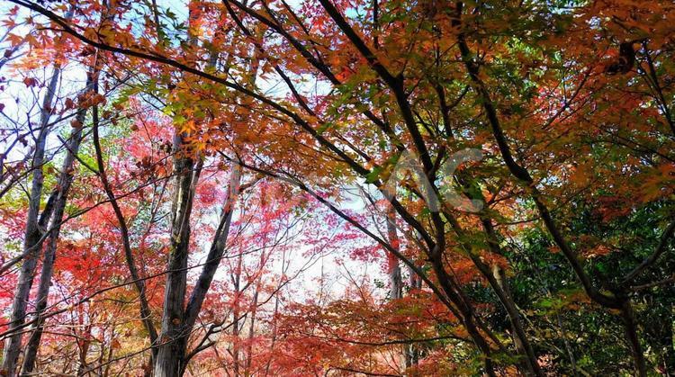 紅葉・多可町余暇休暇村公園 紅葉,楓,カエデの写真素材
