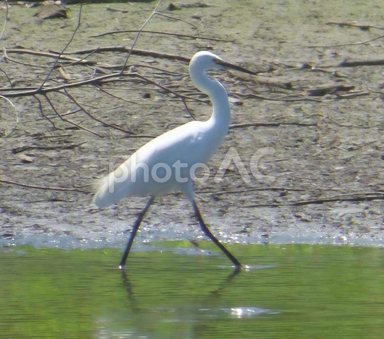 湖畔の浅瀬にて・・サギ002 鳥,野鳥,バードウォッチングの写真素材