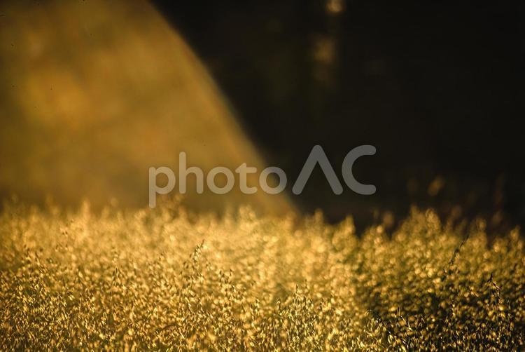 ＜五島の風景＞夜明けの畑 風景,植物,農業の写真素材