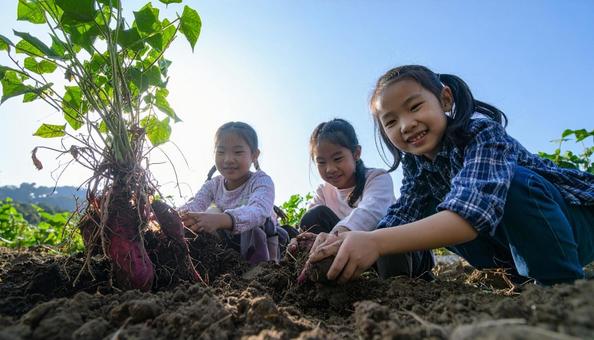 芋掘りする子供たち 芋掘りする子供たちの写真