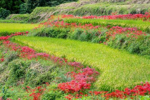 佐賀-【江里山の棚田の彼岸花】 佐賀-【江里山の棚田の彼岸花】 佐賀,江里山,棚田の写真素材