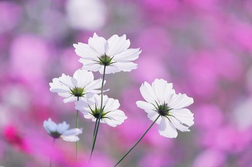 白いコスモスの花 白いコスモスの花 花,コスモス,秋の写真素材