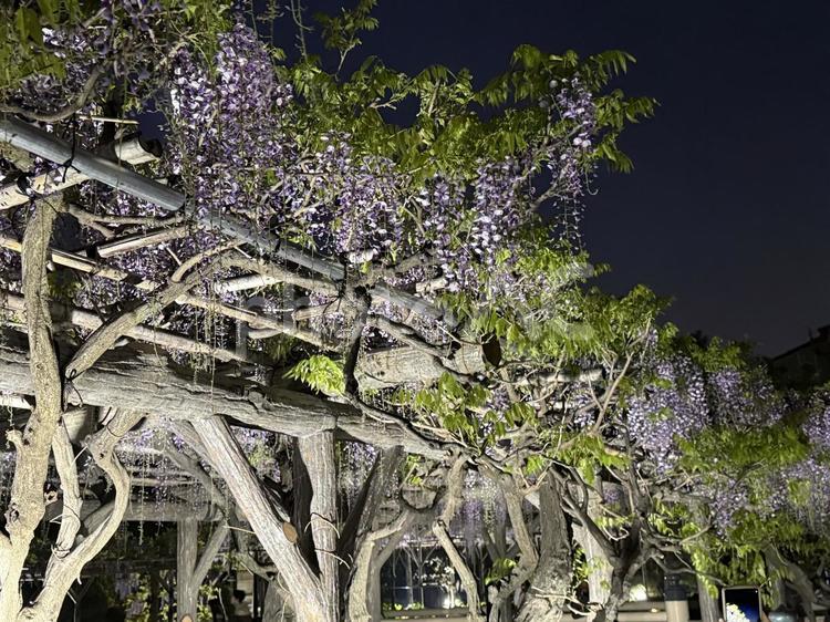 夜の亀戸天神社　藤棚 木,夜,ライトアップの写真素材
