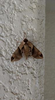 Photo, callambulyx tattoo, sparrow, moth, 