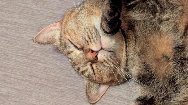 ふて寝する猫 ふて寝する猫の写真
