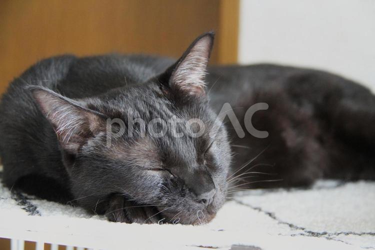 黒猫の昼寝３ 黒猫,猫の昼寝,ねこ部の写真素材