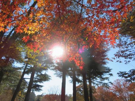 日差しと紅葉 日差しと紅葉の写真