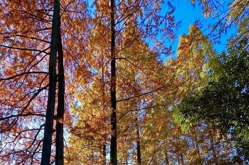 木々　秋 木々,秋,紅葉の写真素材