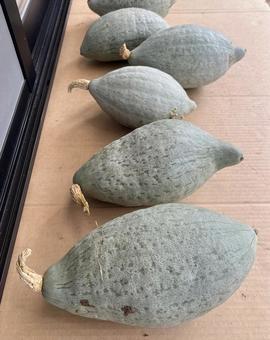 カボチャ カボチャ カボチャ,野菜,段ボールの写真素材