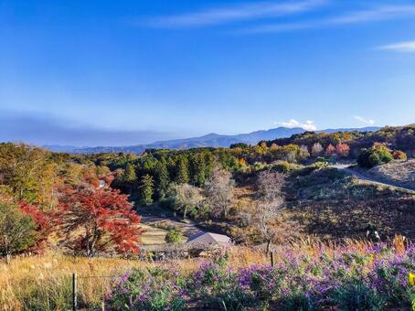 伊豆の修善寺虹の郷　高台から見る秋の園地 紅葉,モミジ,紅葉狩りの写真素材