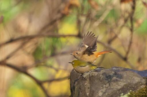 水場から飛び出すジョウビタキとメジロ メジロ,ジョウビタキ,飛び出しの写真素材