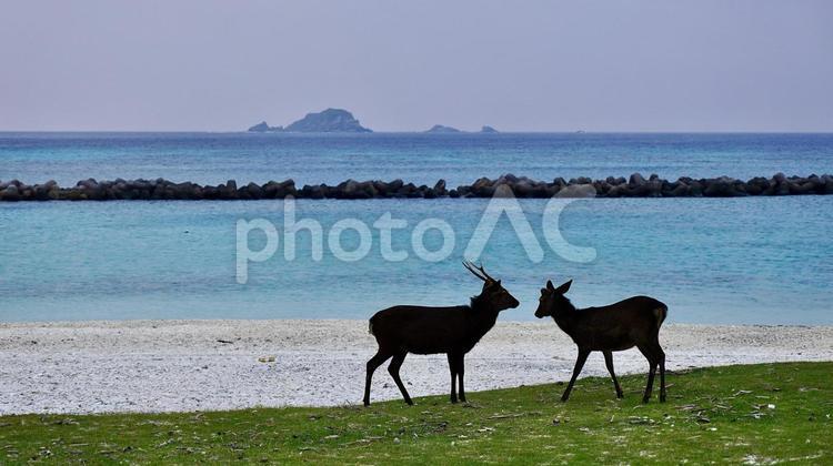 阿嘉島前浜で縄張り争いするケラマジカ ケラマジカ,前浜,阿嘉の写真素材