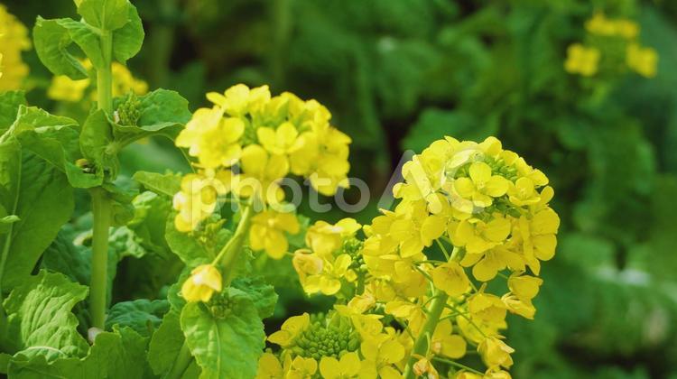 開花した畑の菜の花 開花した畑の菜の花 菜の花,黄色,花の写真素材