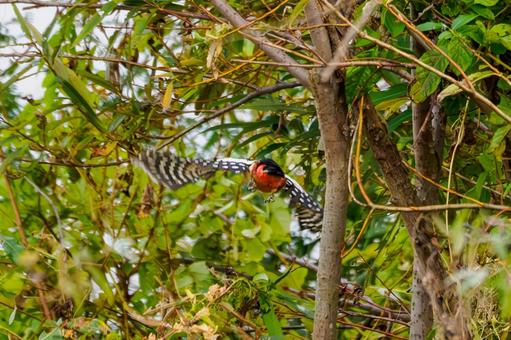 アカゲラ⒆ 鳥,アカゲラ,キツツキの写真素材