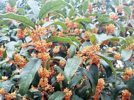 群生するキンモクセイの花と葉 群生するキンモクセイの花と葉の写真