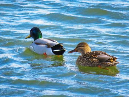 川で泳ぐマガモの夫婦 マガモ,野鳥,動物の写真素材