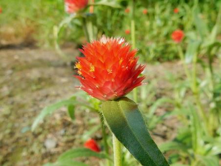 【花の写真】センニチコウ(千日紅) 【花の写真】センニチコウ(千日紅)の写真