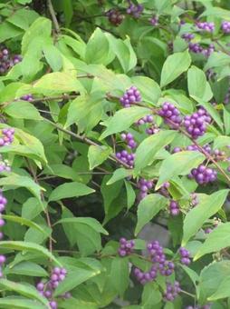 むらさきな木々 むらさきな木々の写真