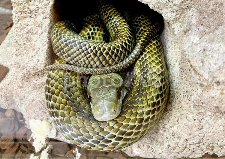 アオダイショウ アオダイショウ,青大将,ヘビの写真素材